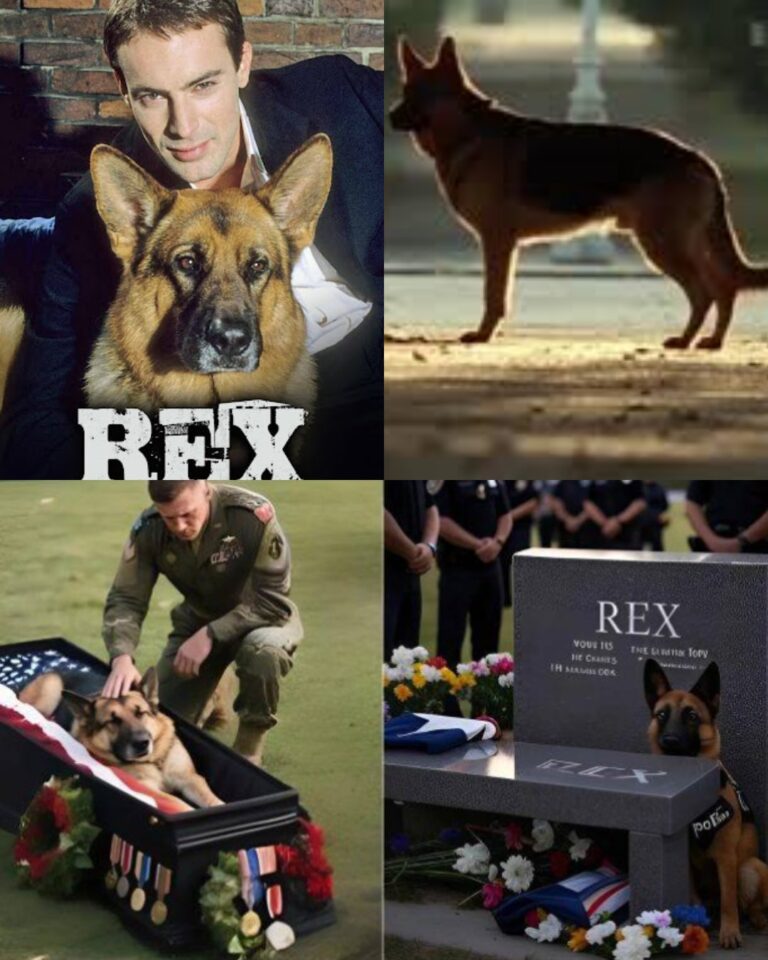 HEARTBREAKING LOSS! 😢 Rex, Texas’s Heroic K9, Laid to Rest After Saving Lives in Flood Rescue